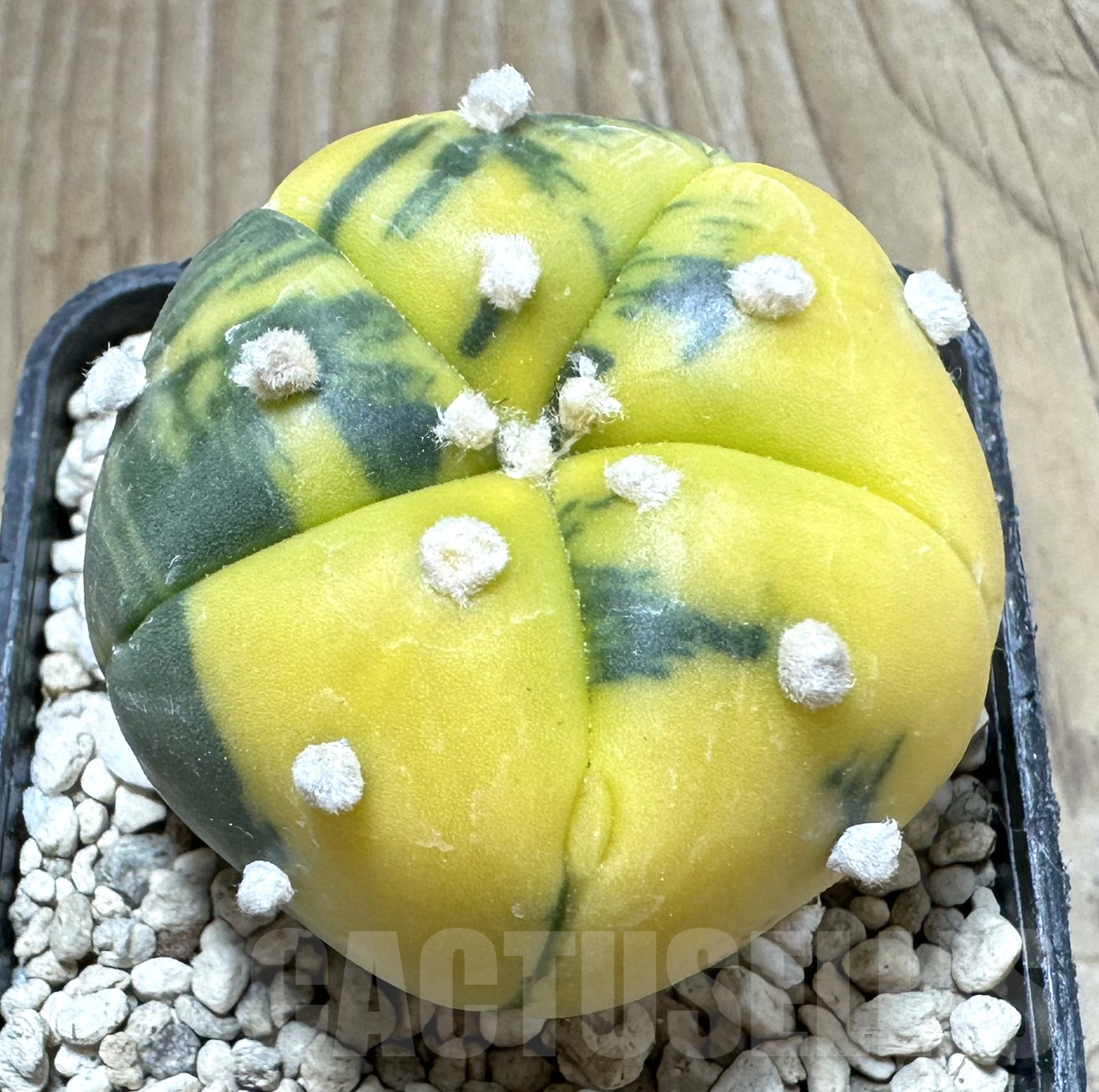 SHPR33586 Astrophytum asterias f. variegata 5-ribs