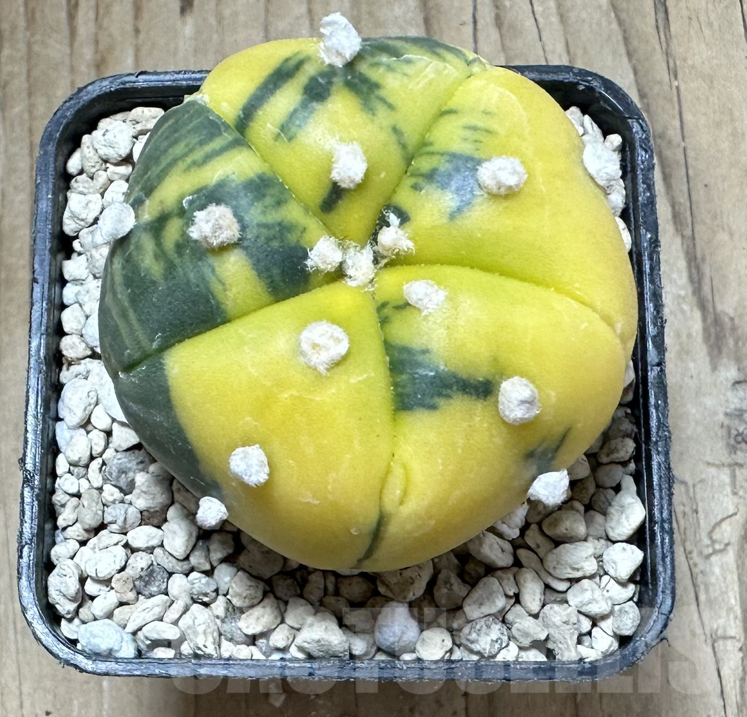 SHPR33586 Astrophytum asterias f. variegata 5-ribs - Image 2