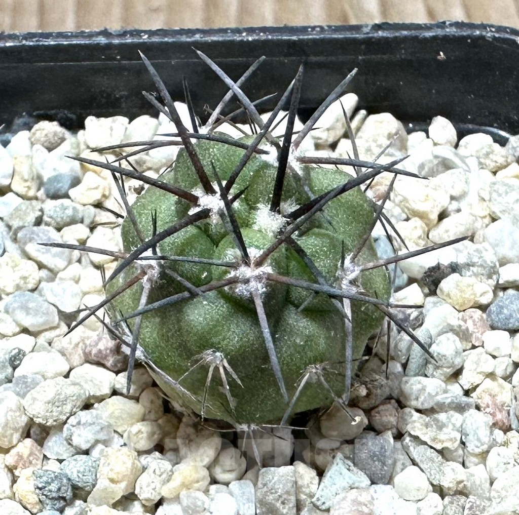 SHPR33693 Copiapoa alticostata S. of Matachillo select