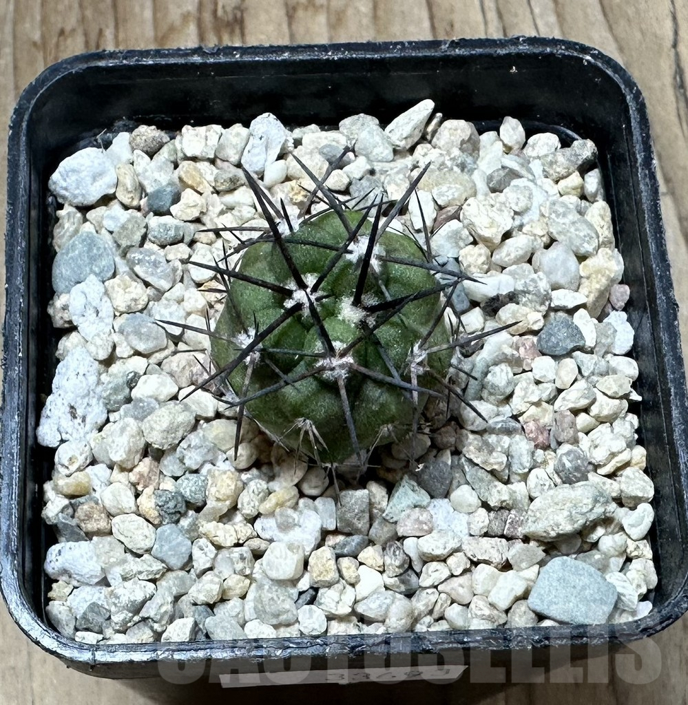 SHPR33693 Copiapoa alticostata S. of Matachillo select - Imagen 2