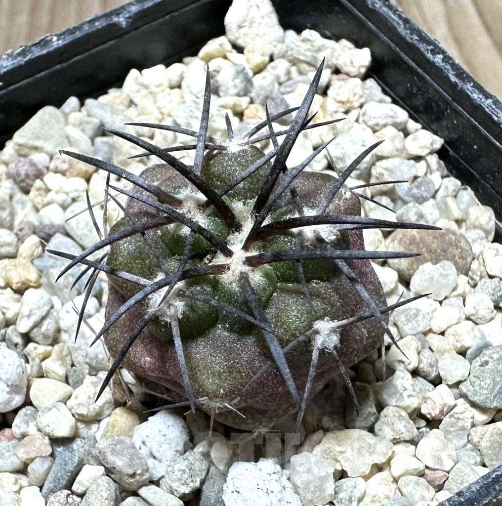 SHPR33694 Copiapoa alticostata S. of Matachillo select
