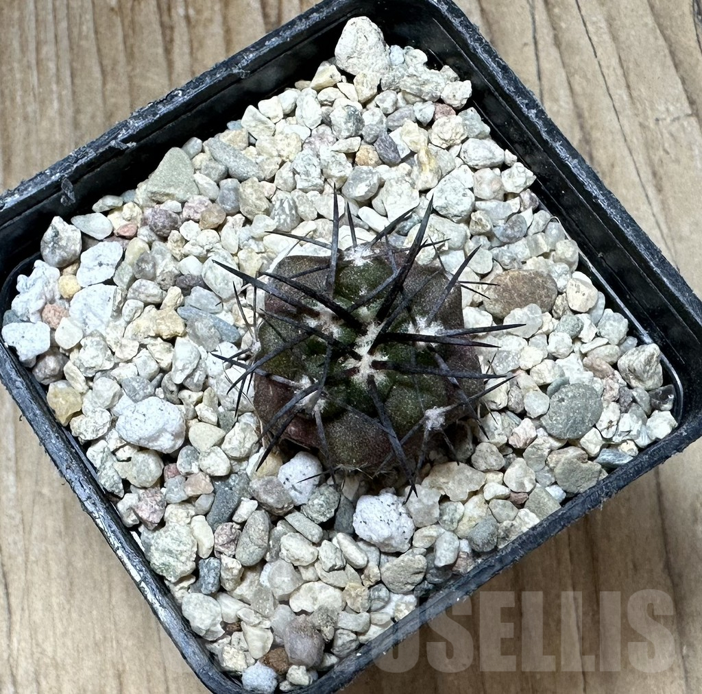 SHPR33694 Copiapoa alticostata S. of Matachillo select - Image 2