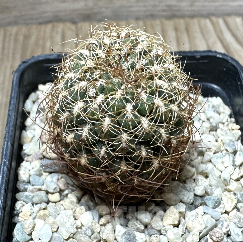 SHPR33695 Sulcorebutia pulchra v. longispina SL 47-99