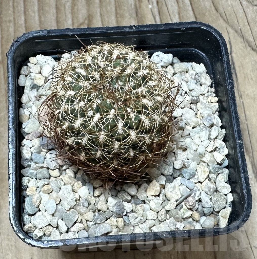 SHPR33695 Sulcorebutia pulchra v. longispina SL 47-99 - immagine 2
