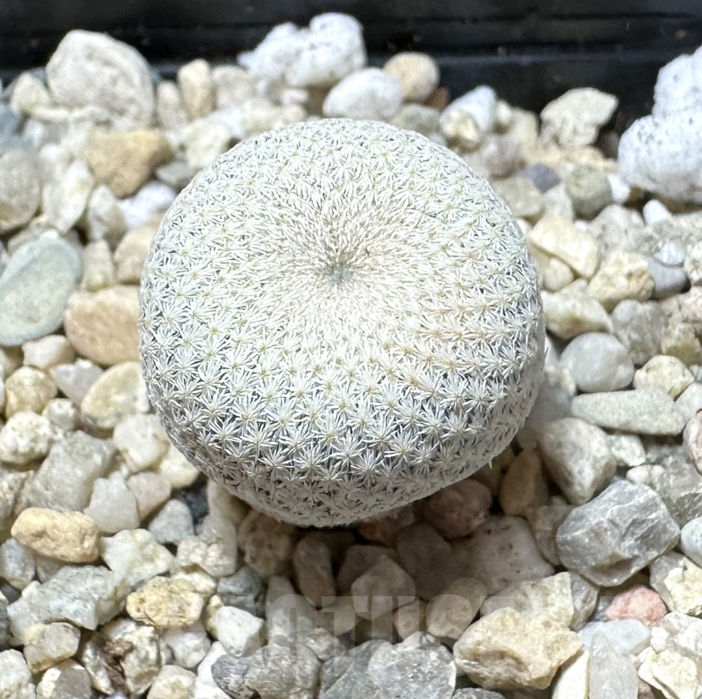 SHPR33698 Epithelantha bokei RS 522