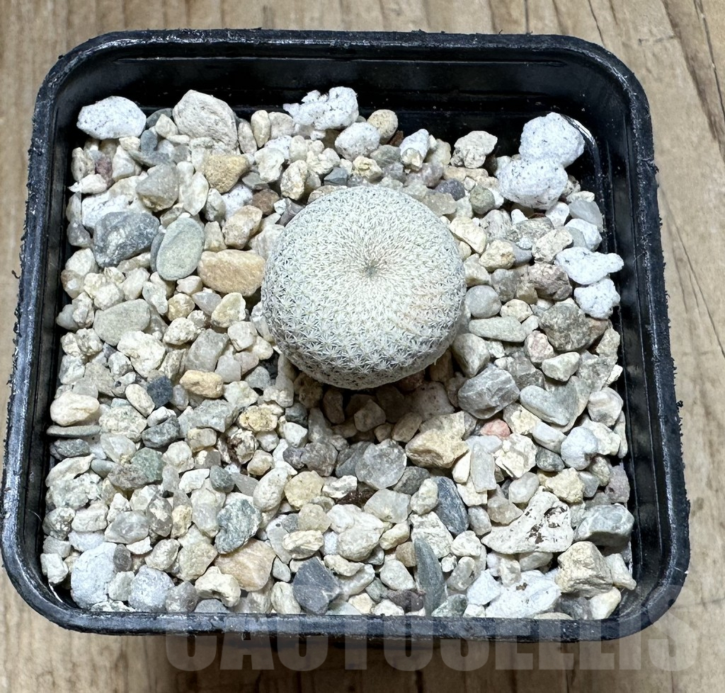 SHPR33698 Epithelantha bokei RS 522 - Image 2