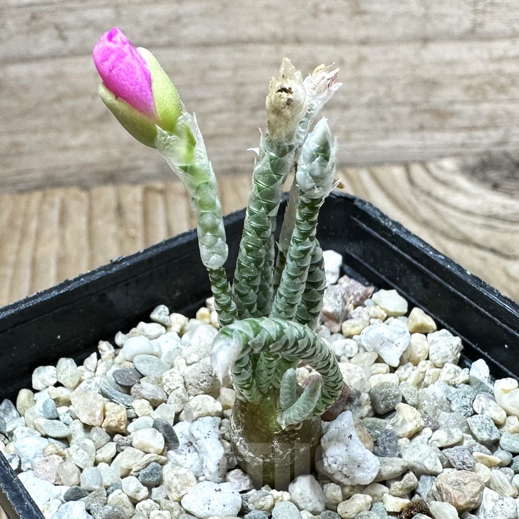 SHPR33700 Avonia quinaria -pink flower-