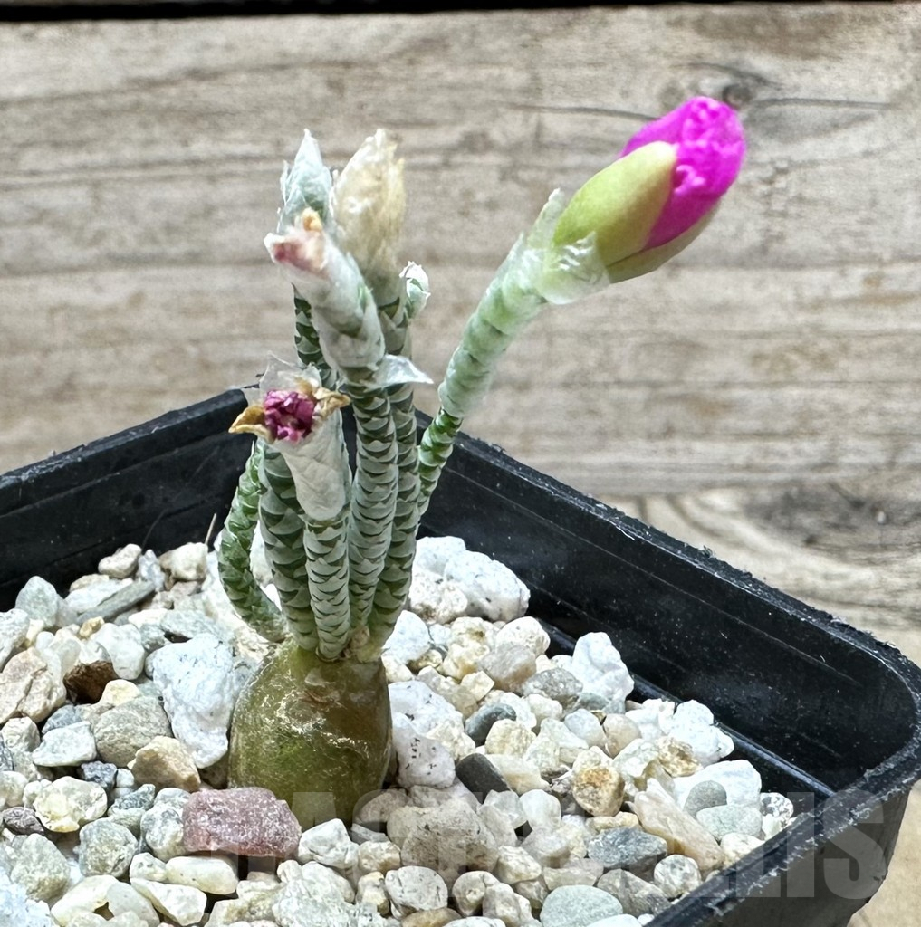 SHPR33700 Avonia quinaria -pink flower- - Image 2