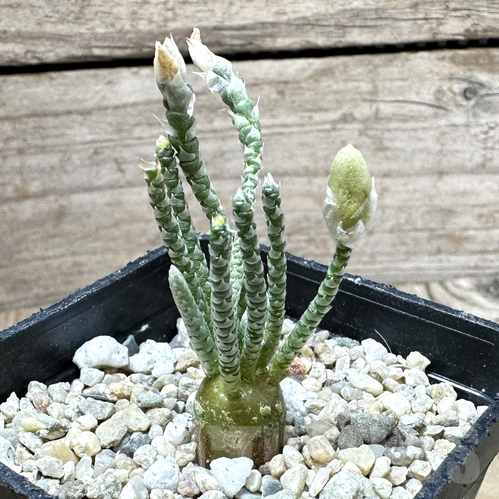 SHPR33701 Avonia quinaria ssp. alstonii -white flower-