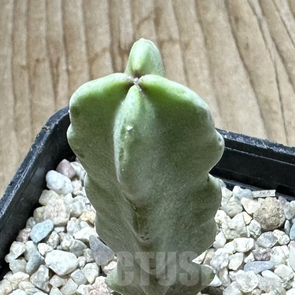 SHPR33702 Caralluma flava