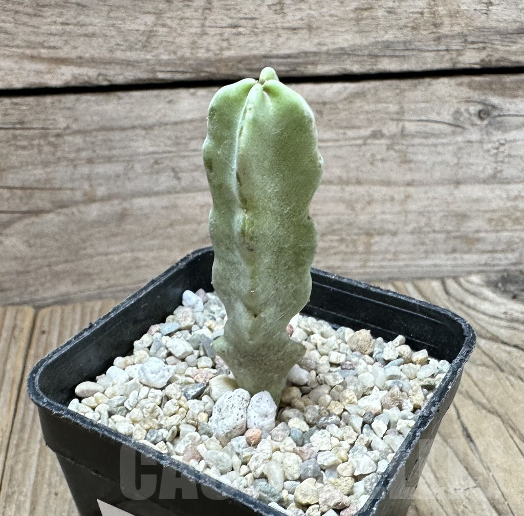 SHPR33702 Caralluma flava - immagine 2