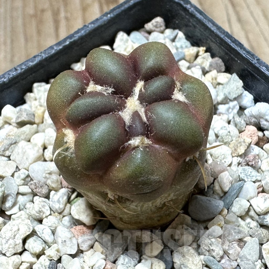 SHPR33703 Cintia knizei