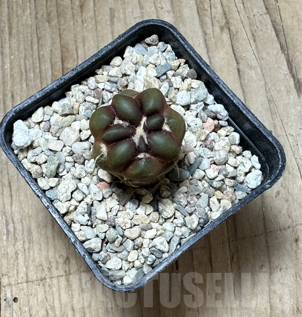 SHPR33703 Cintia knizei - Image 2