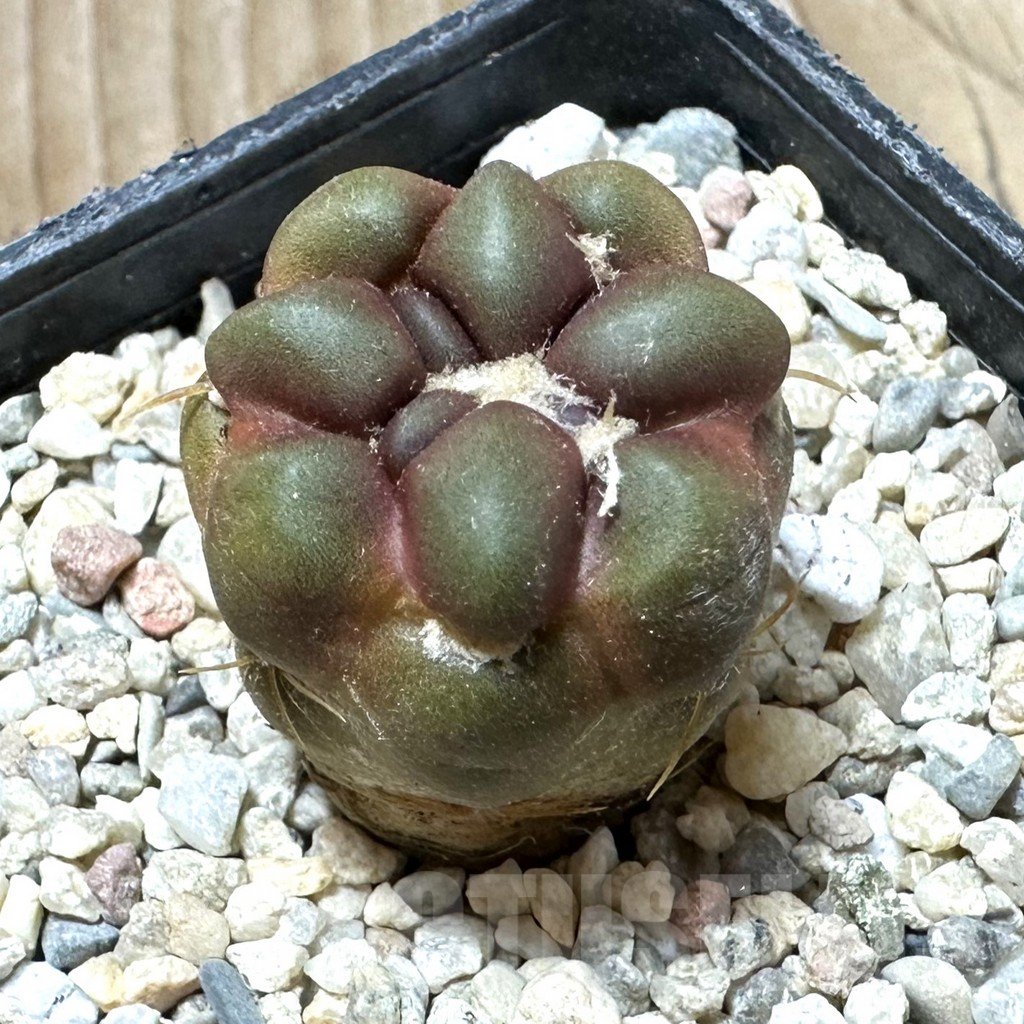 SHPR33706 Cintia knizei