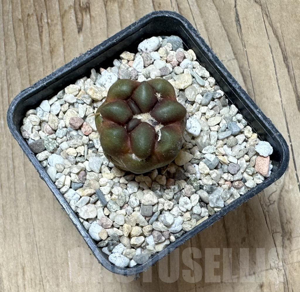 SHPR33706 Cintia knizei - immagine 2