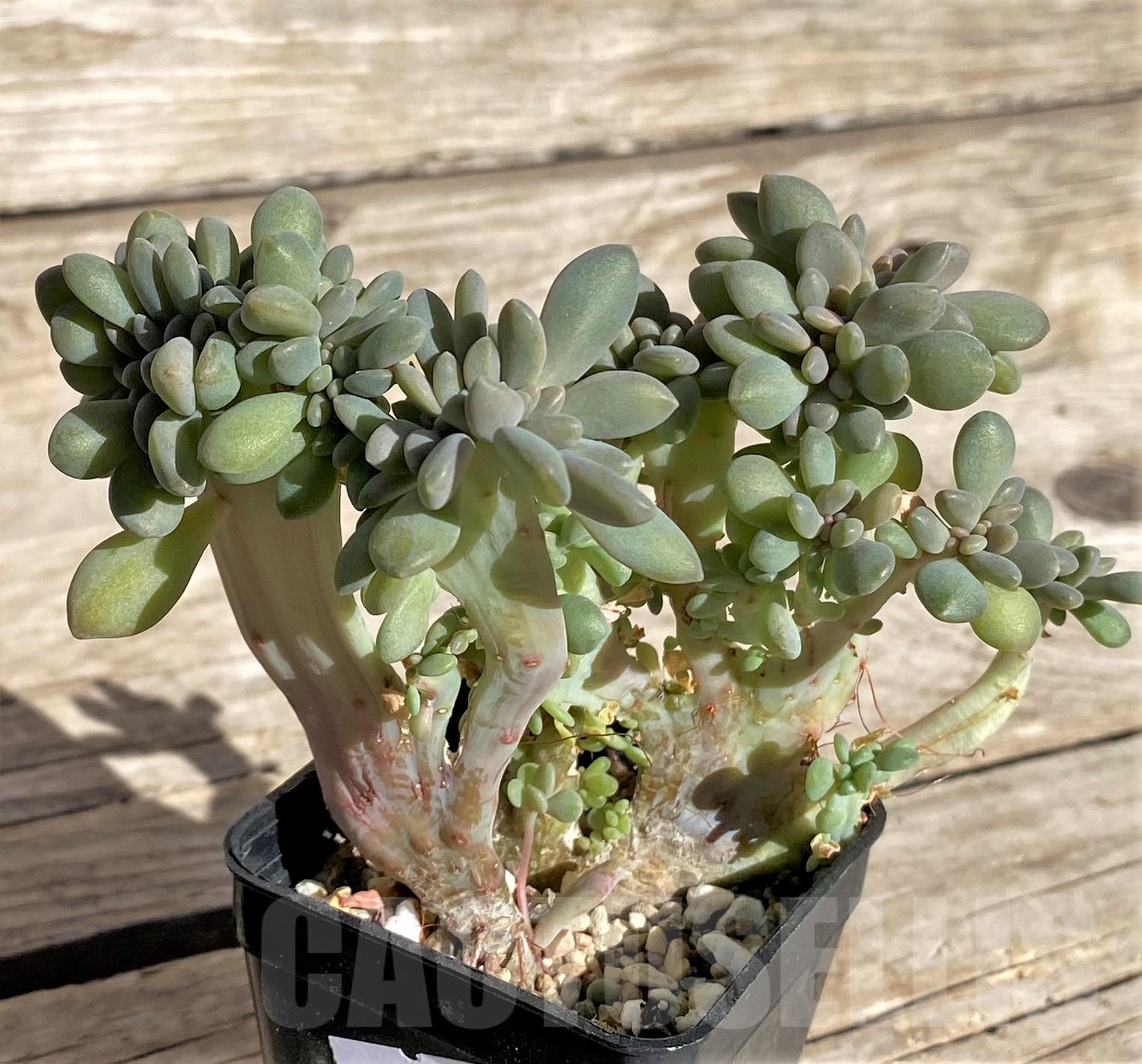 SHPR34979 Graptopetalum amethystinum f. cristata - Imagen 2