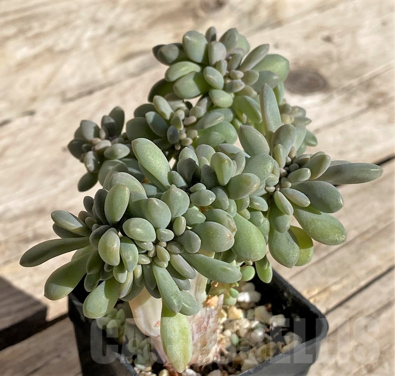 SHPR34979 Graptopetalum amethystinum f. cristata