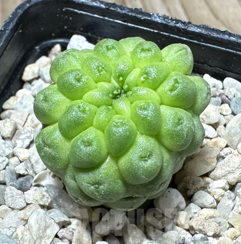 SHPR33712 Trichocaulon cactiformis