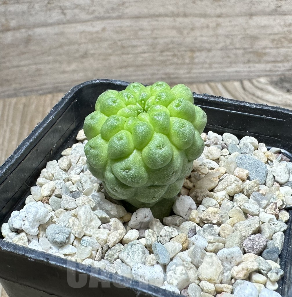 SHPR33712 Trichocaulon cactiformis – Bild 2