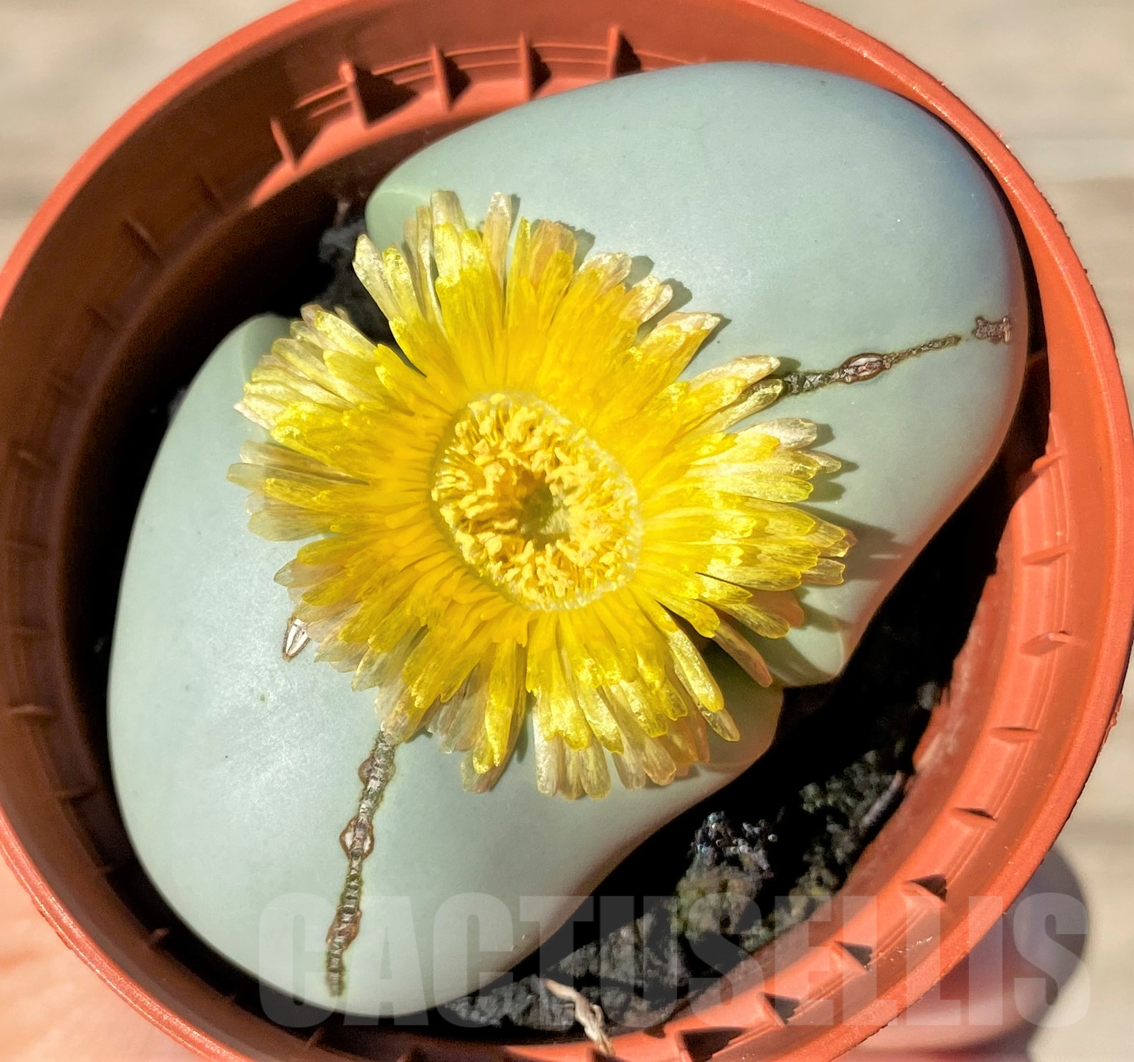 SHPR35006 Argyroderma mix