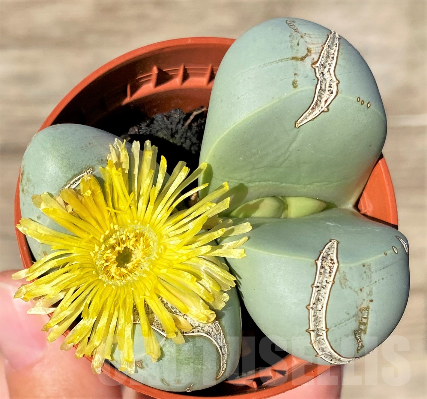 SHPR35007 Argyroderma mix