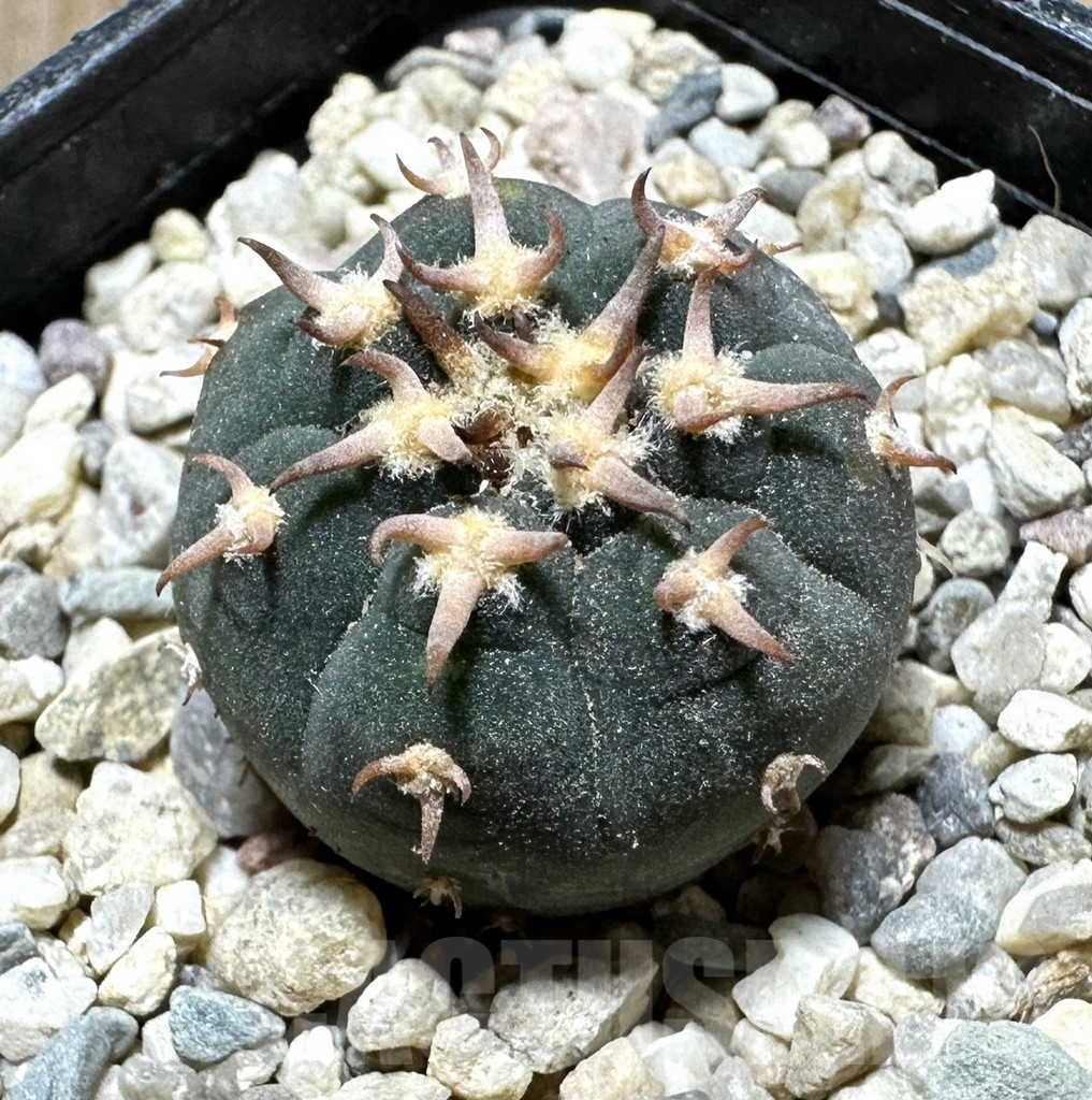 SHPR33718 Gymnocalycium spegazzinii v. unguispinum SL 443