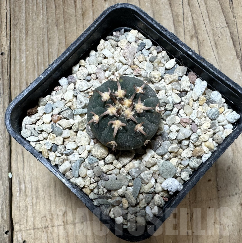 SHPR33718 Gymnocalycium spegazzinii v. unguispinum SL 443 – Bild 2