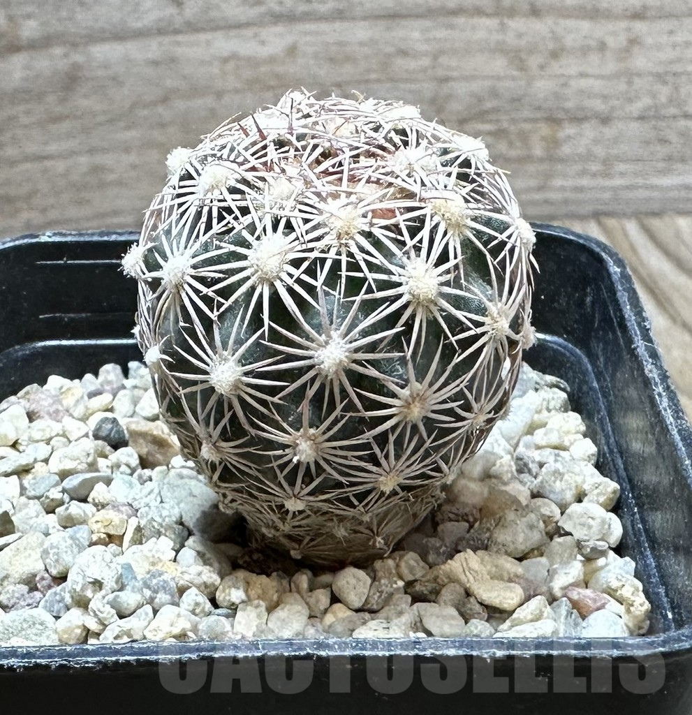 SHPR33725 Echinomastus intertextus – Bild 2