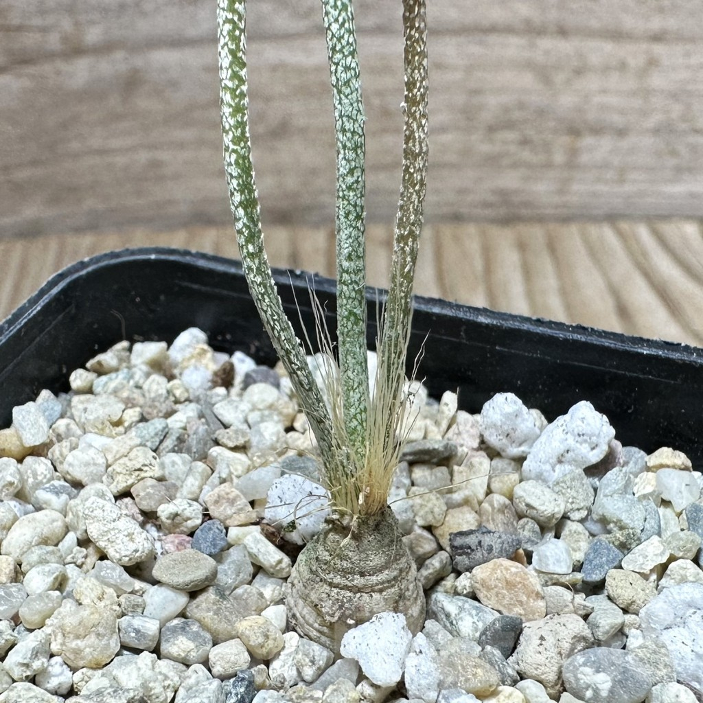 SHPR33733 Astrophytum caput-medusae VM 928