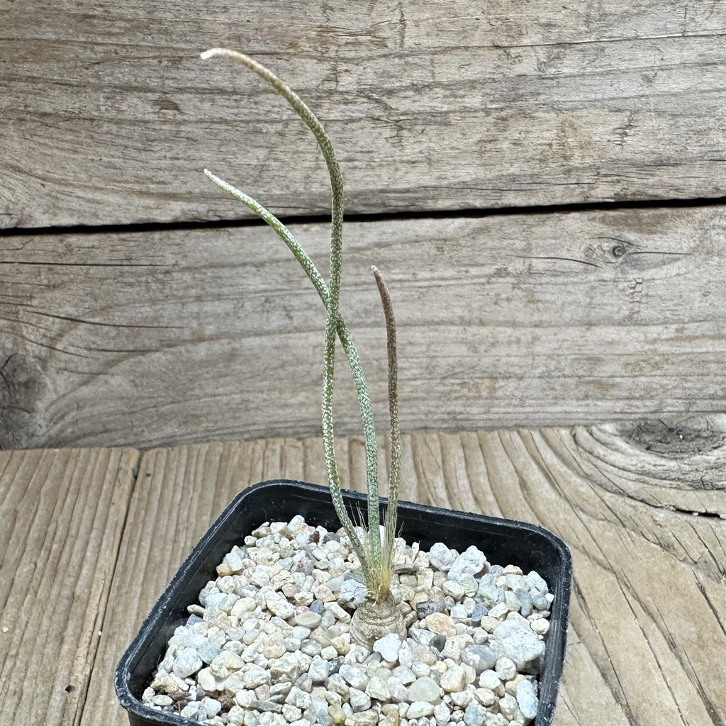 SHPR33733 Astrophytum caput-medusae VM 928 - Image 2