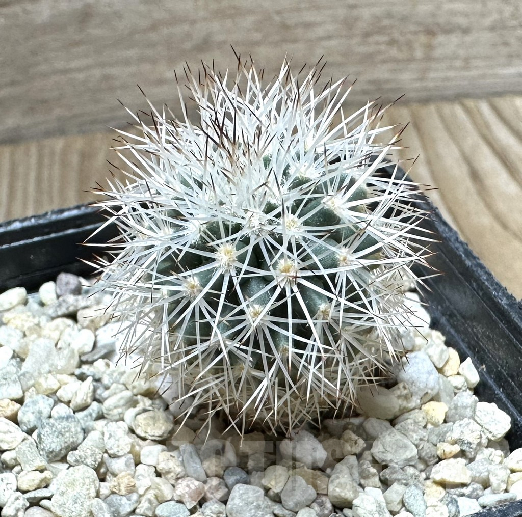 SHPR33736 Gymnocactus beguinii VZD 186