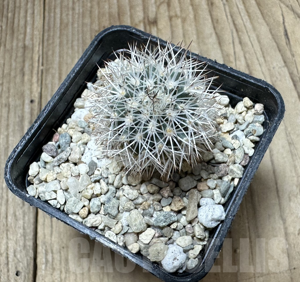 SHPR33736 Gymnocactus beguinii VZD 186 - 画像 (2)