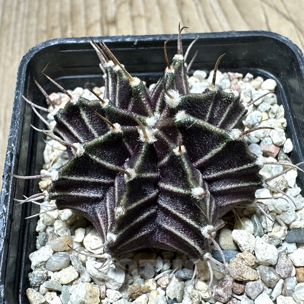 SHPR33738 Gymnocalycium mihanovichii ‘Uno spines’ seedling - Image 2