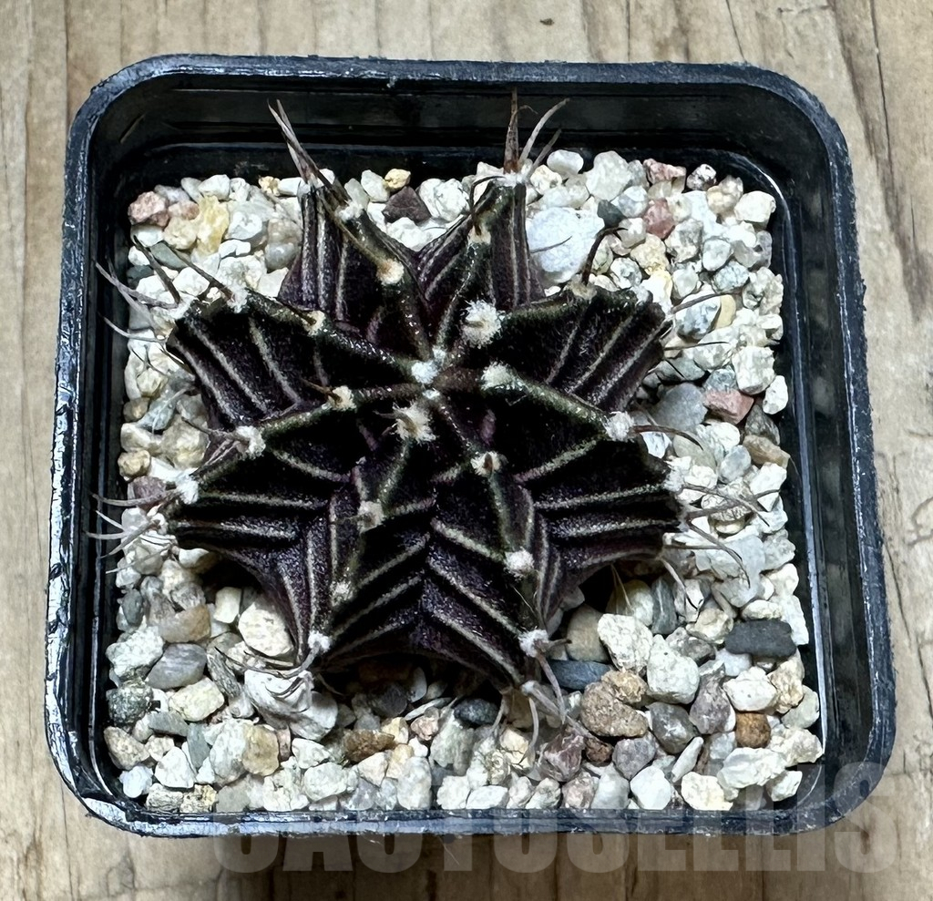 SHPR33738 Gymnocalycium mihanovichii ‘Uno spines’ seedling - Image 3