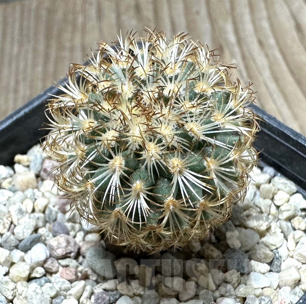SHPR33739 Gymnocactus ysabellae MAK 567