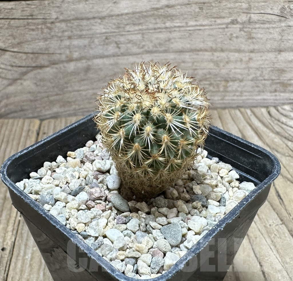 SHPR33739 Gymnocactus ysabellae MAK 567 - Image 2