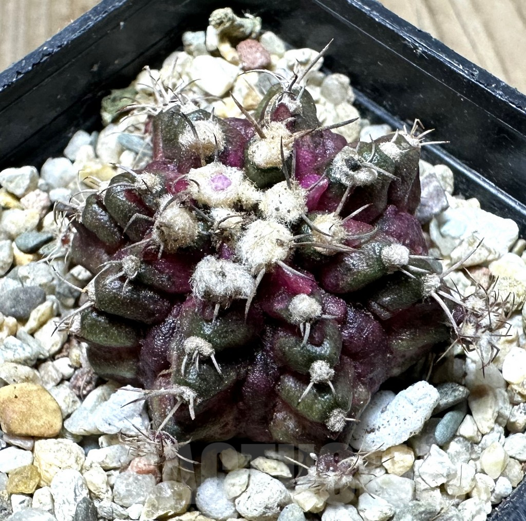 SHPR33743 Gymnocalycium mihanovichii T-rex