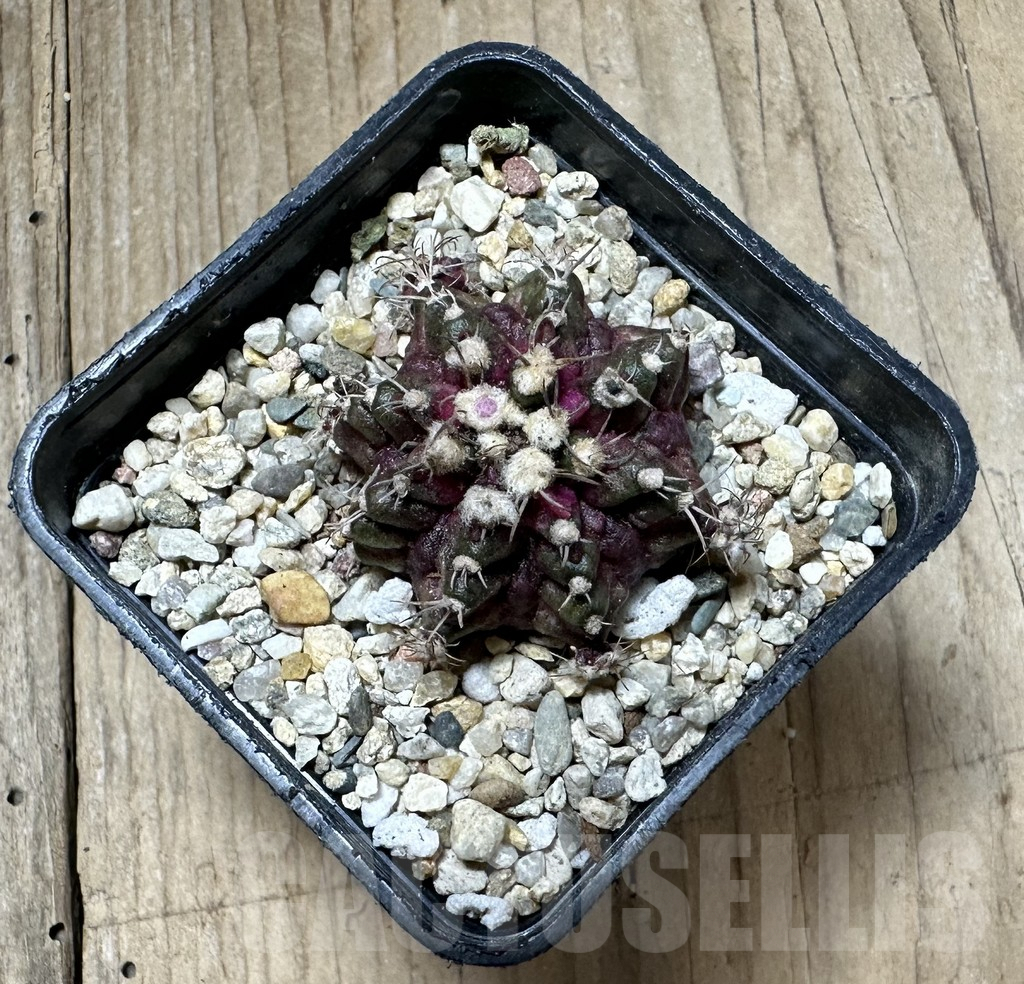 SHPR33743 Gymnocalycium mihanovichii T-rex - immagine 2