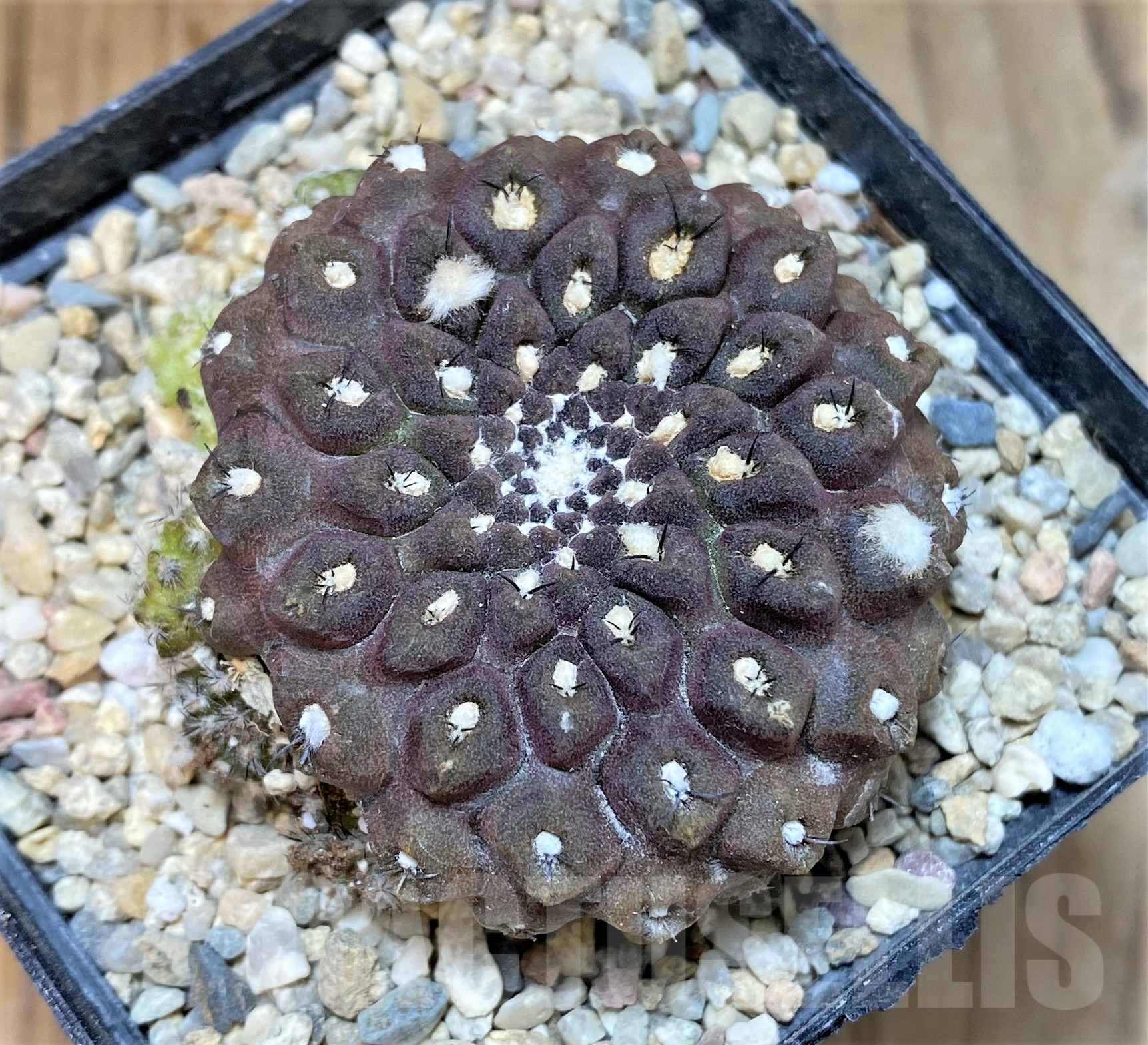 SHPR35045 Thelocephala esmeraldana AW244