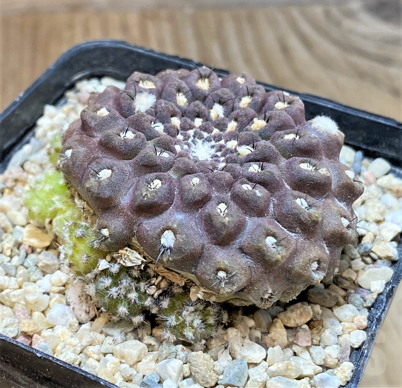 SHPR35045 Thelocephala esmeraldana AW244 - immagine 2