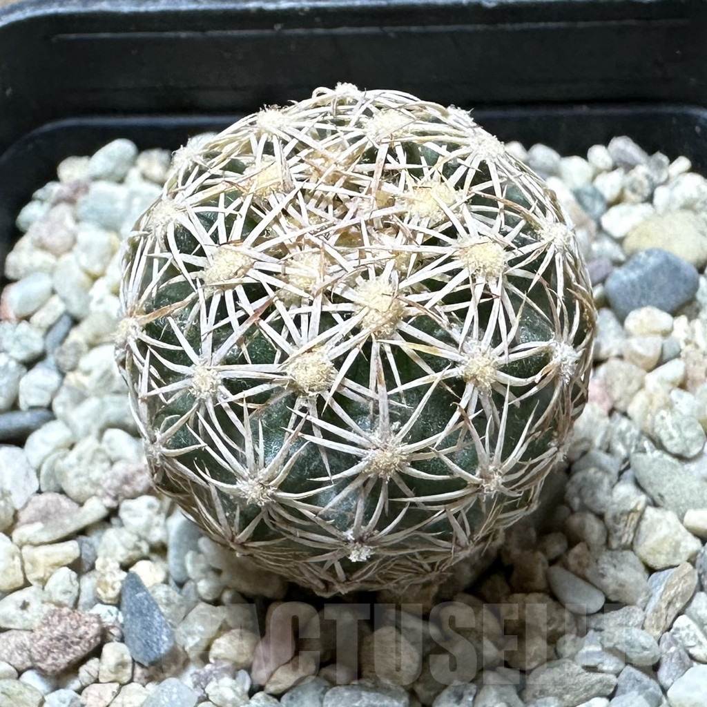 SHPR33749 Echinomastus intertextus