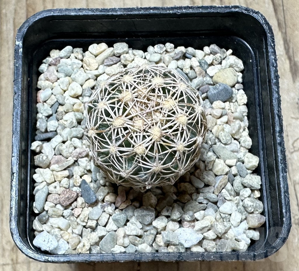 SHPR33749 Echinomastus intertextus - Image 2