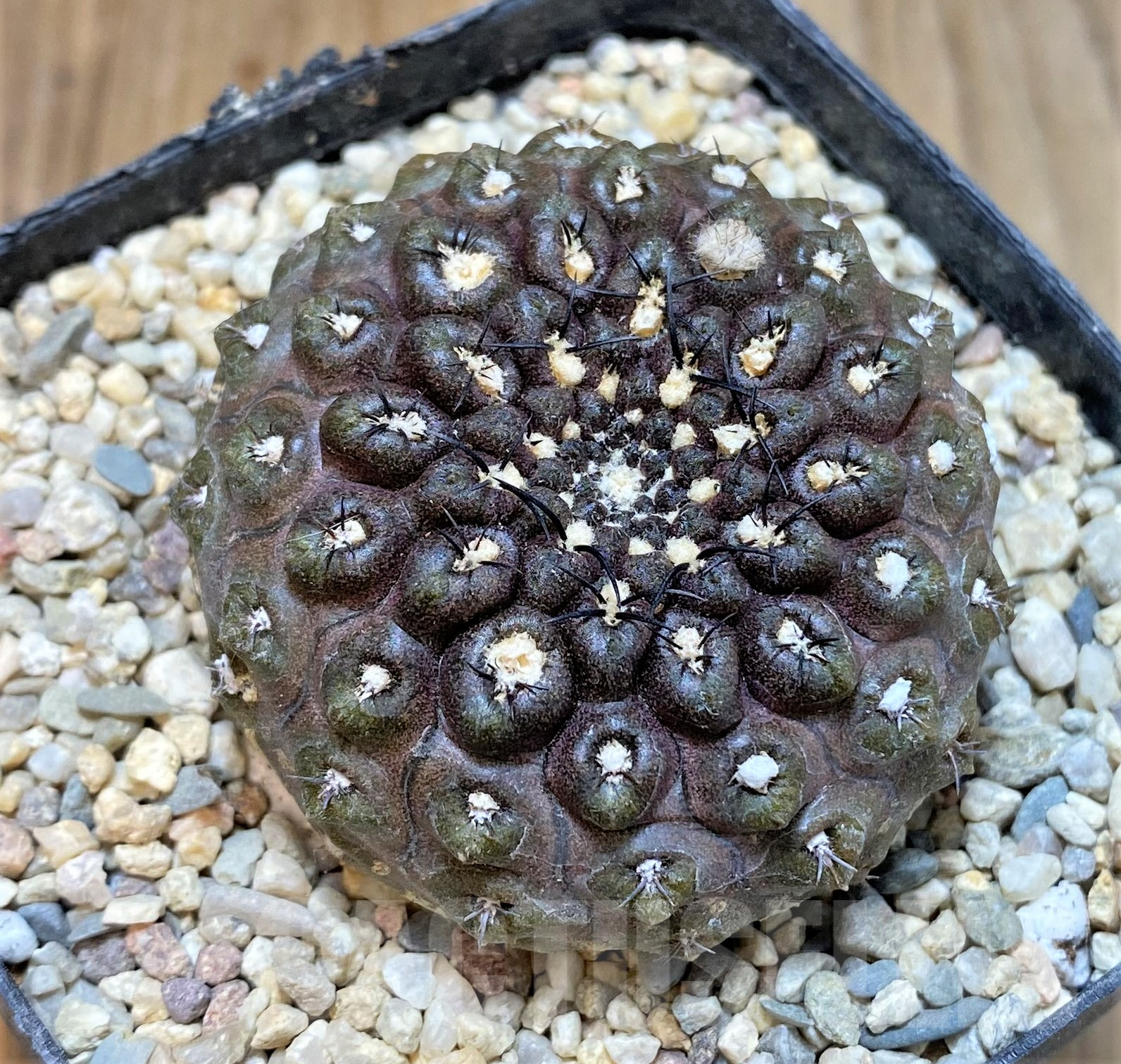 SHPR35050 Thelocephala esmeraldana AW244