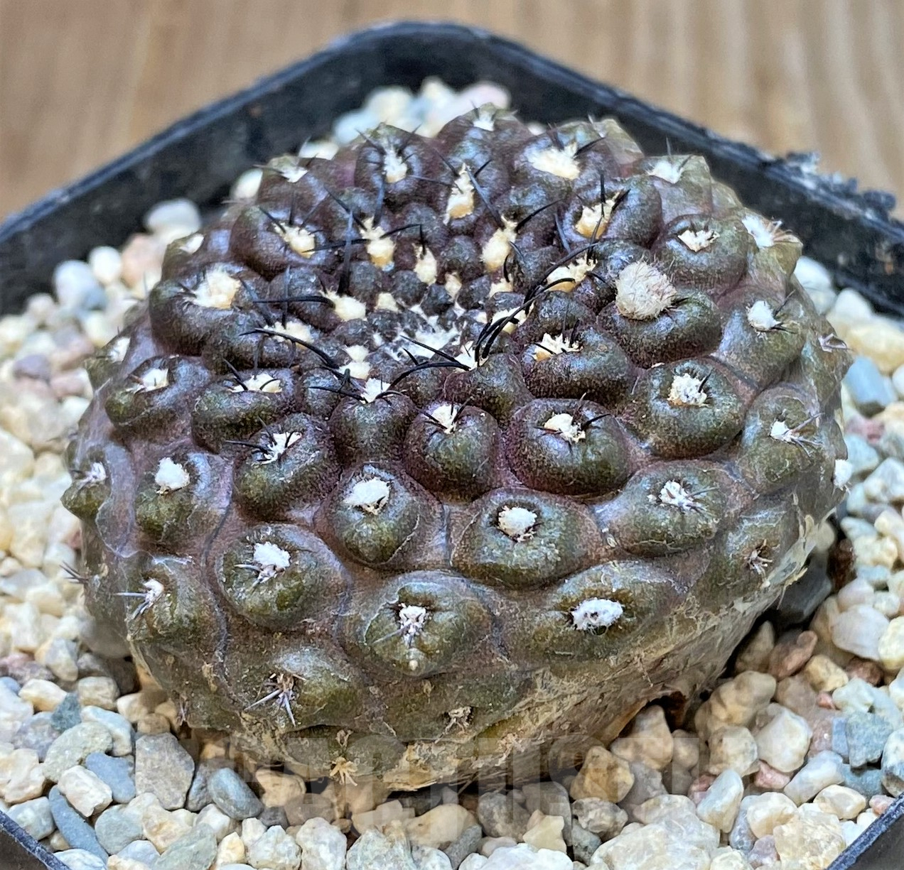 SHPR35050 Thelocephala esmeraldana AW244 - Image 2