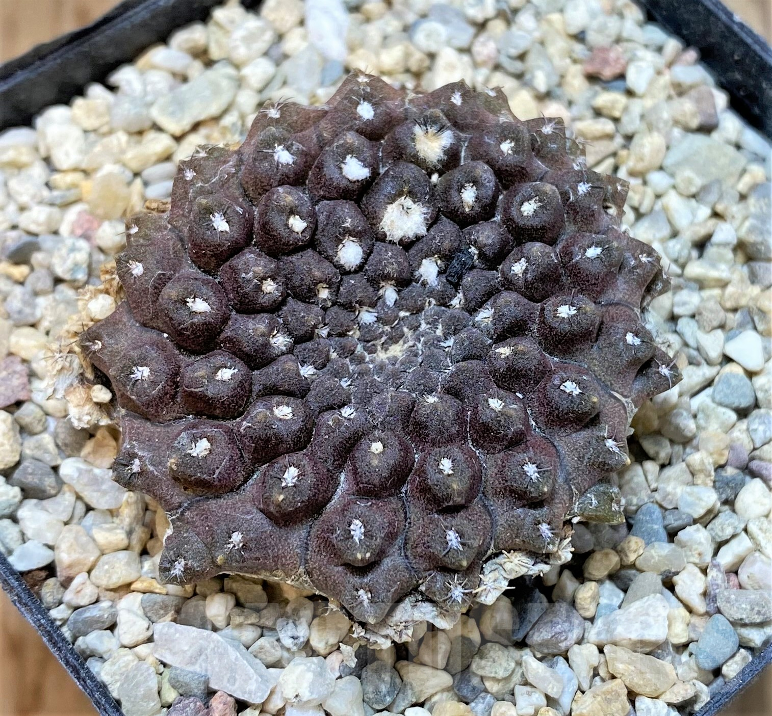 SHPR35051 Thelocephala esmeraldana AW244