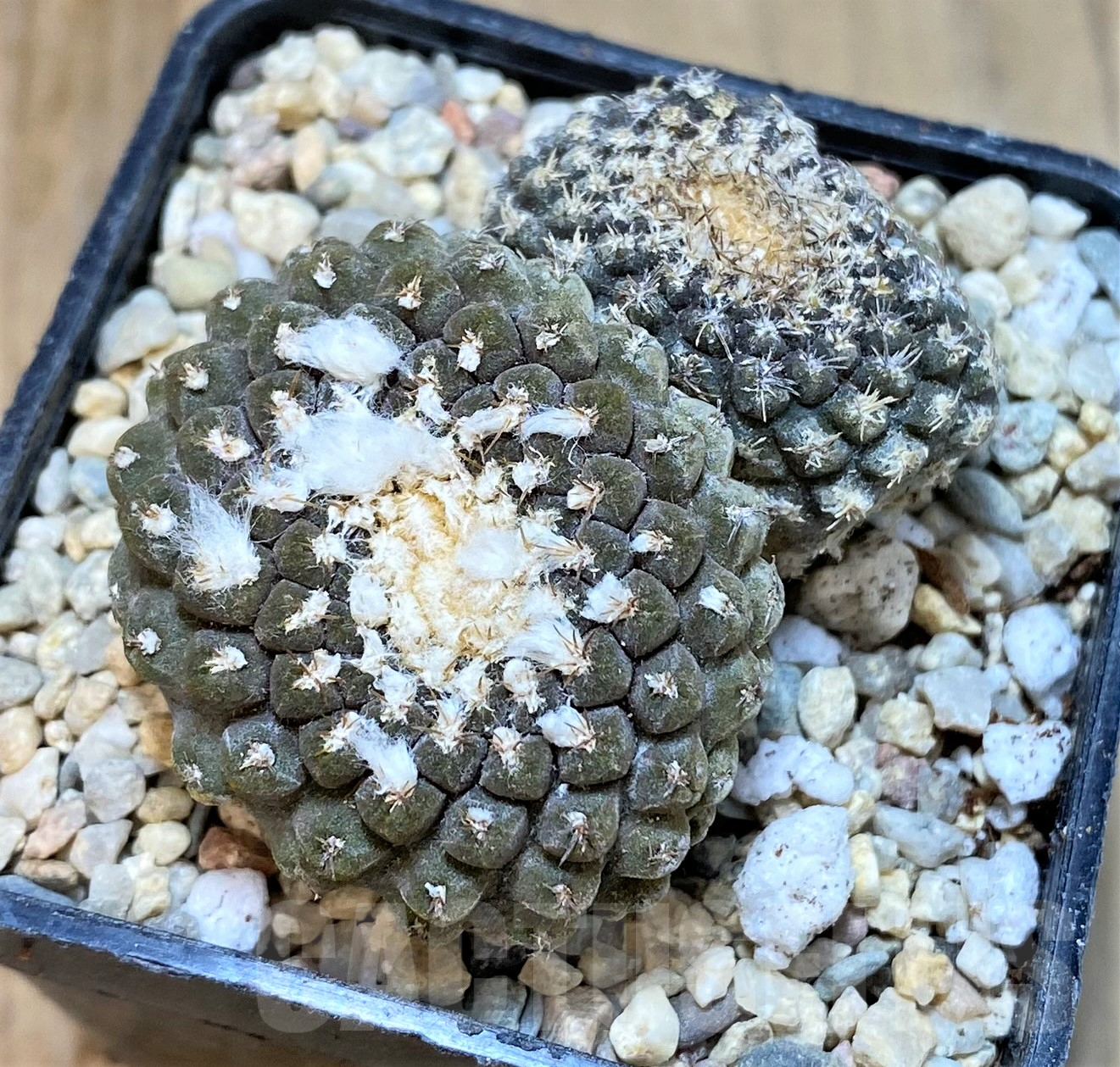 SHPR35053 Thelocephala pajonalensis