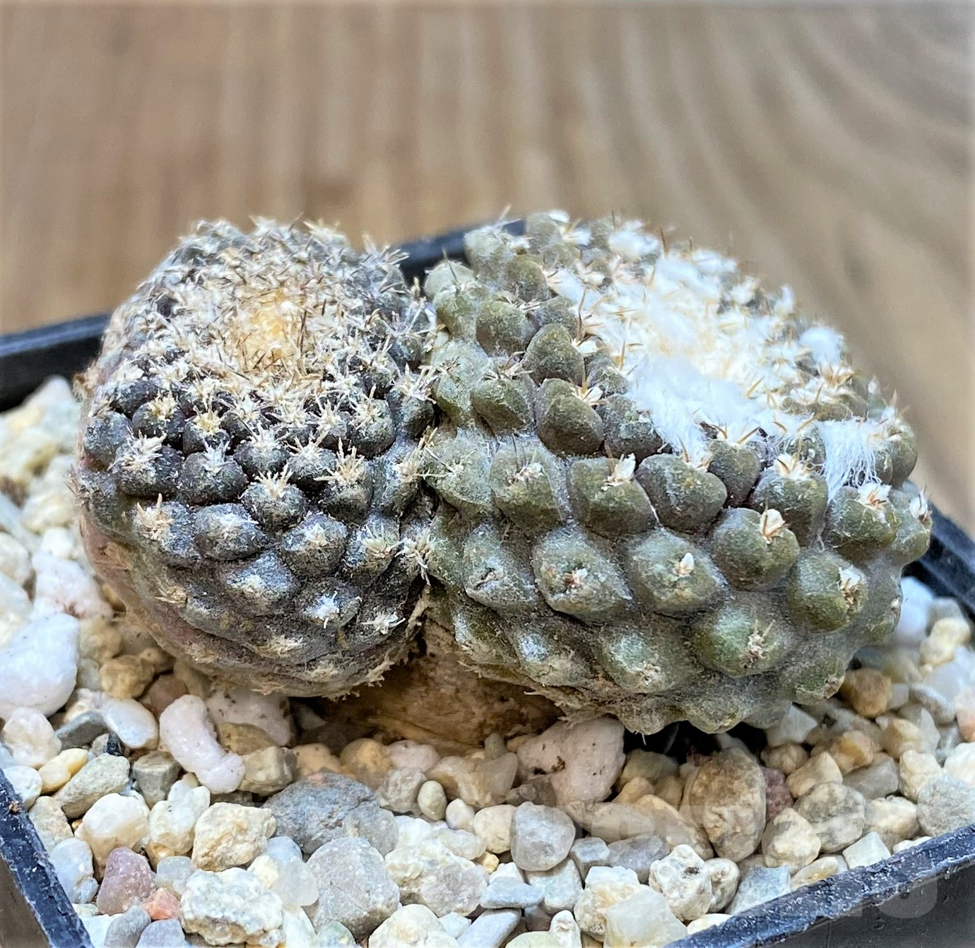 SHPR35053 Thelocephala pajonalensis - Image 3