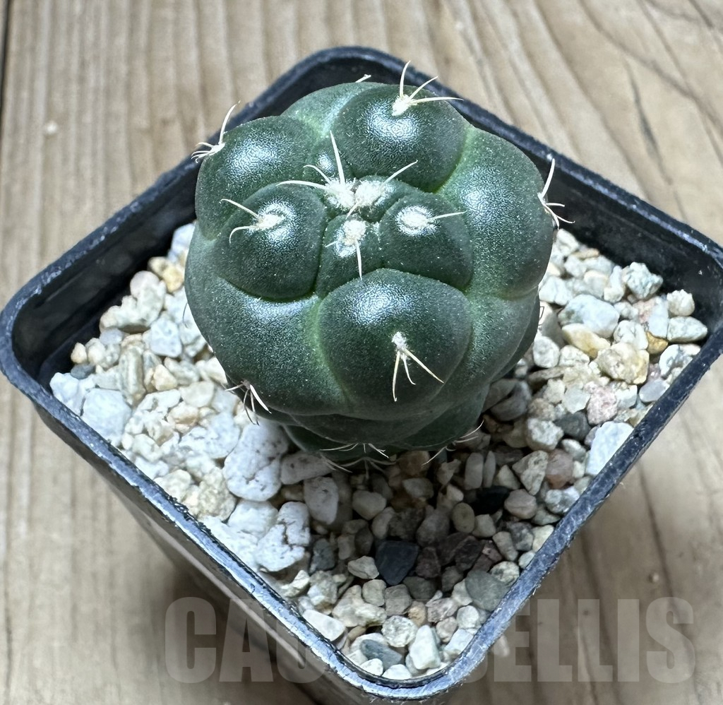 SHPR33756 Coryphantha elephantidens ‘inermis’ - Image 3