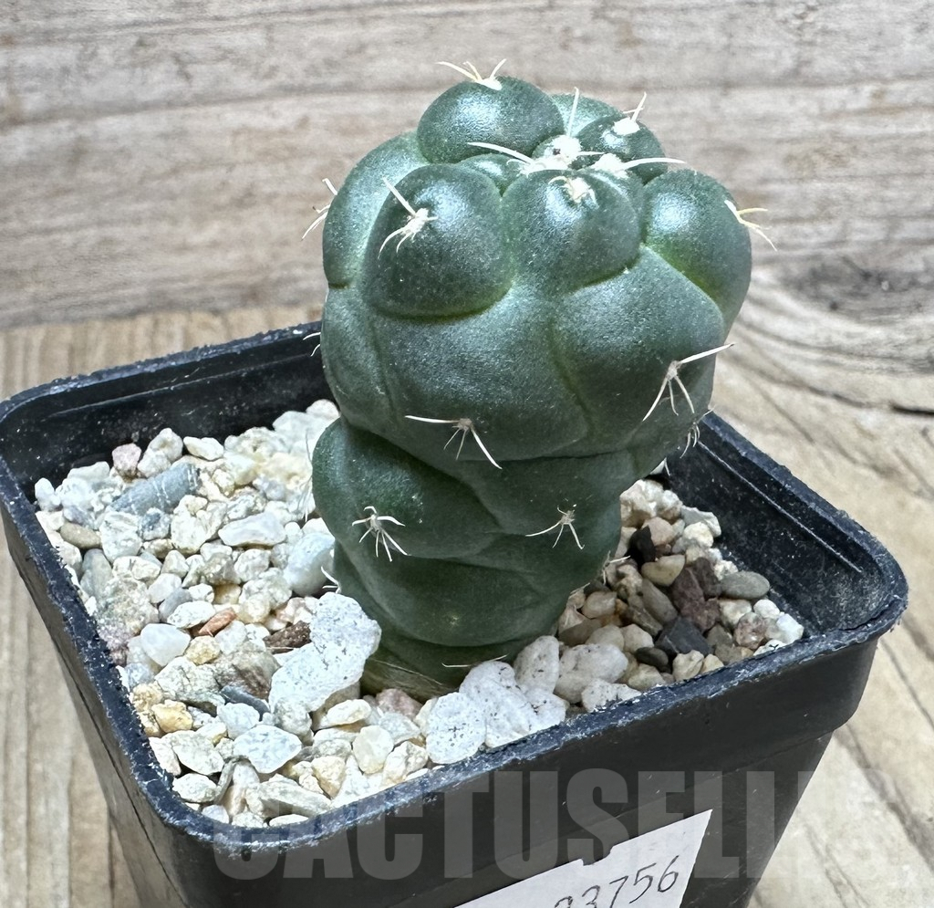 SHPR33756 Coryphantha elephantidens ‘inermis’ - Image 2