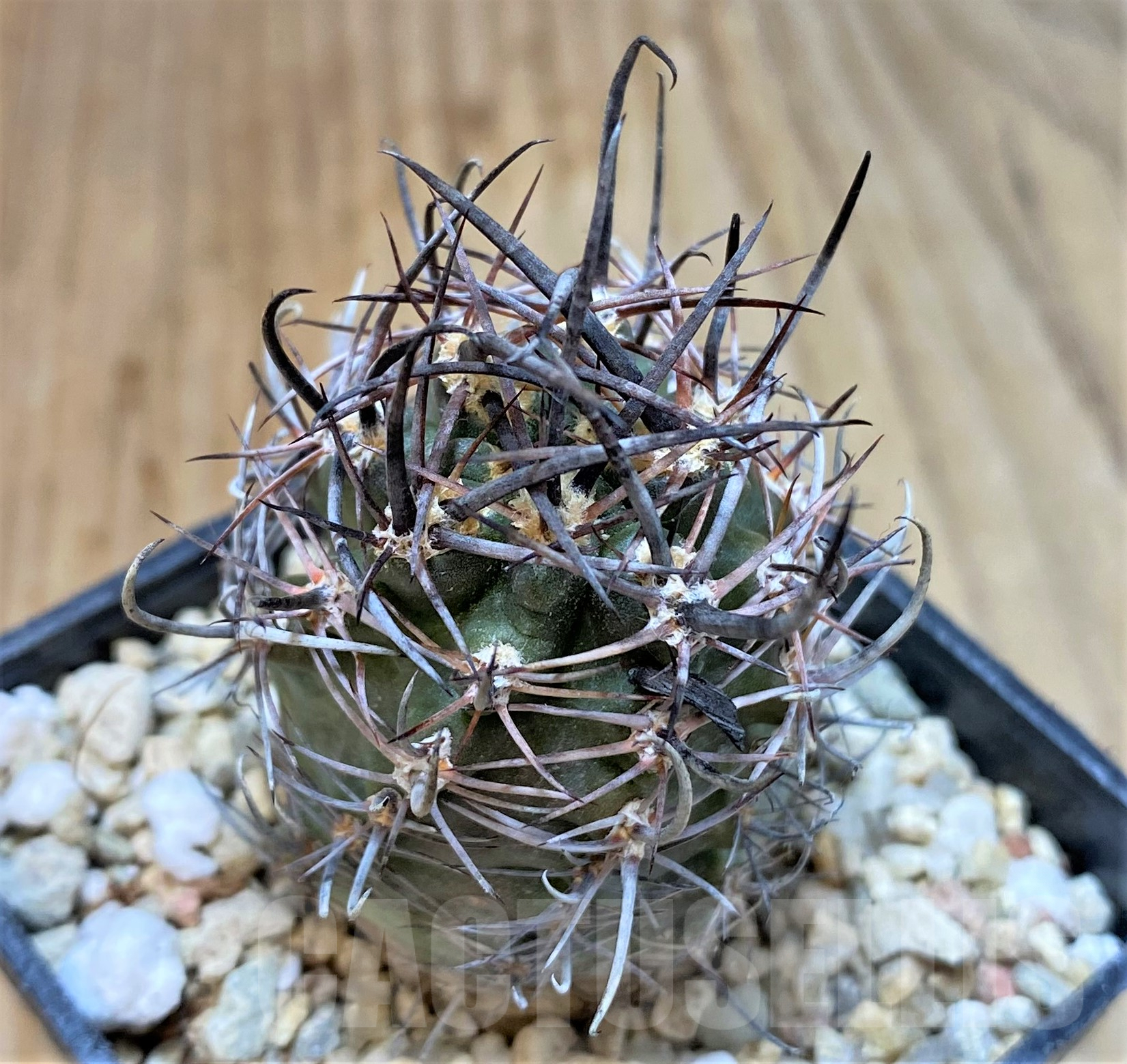 SHPR35055 Pyrrhocactus andreaeanus AW283 -Alto Jague-